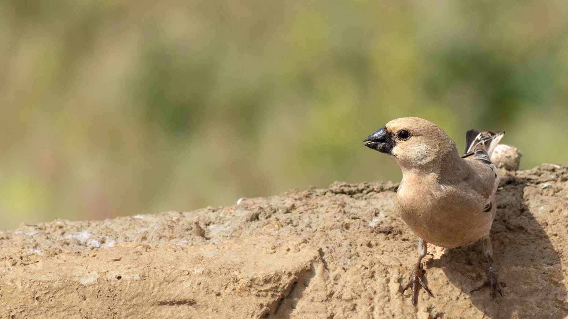 Desert Finch